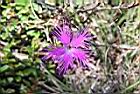 玉山石竹-花09.jpg