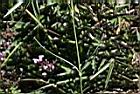 玉山石竹-葉01.jpg