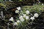 玉山蠅子草-花00.JPG