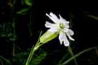 玉山蠅子草-花10.JPG