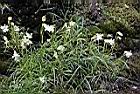 玉山蠅子草00.JPG
