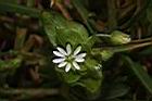 繁縷-花03.JPG