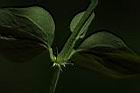 菁芳草-托葉06.JPG