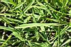 兩耳草-葉02.JPG