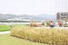 培地茅15.JPG