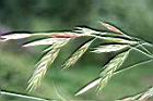 大扁雀麥-穗7.jpg