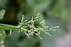早熟禾-花穗.jpg