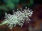畫眉草-花實08.JPG