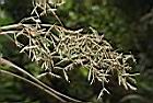 香茅草-花序04.JPG