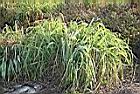 香茅草07.jpg