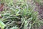香茅草20.jpg