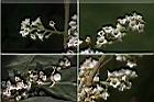 台灣山桂花-花.jpg