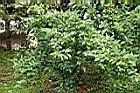 台灣山桂花07.jpg