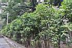 春不老07.JPG