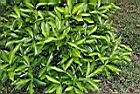 樹杞-葉00.JPG
