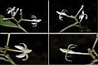 玉山紫金牛-花.jpg