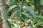 黑星紫金牛-花苞05.jpg