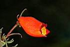 小圓彤-花06.JPG