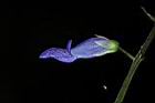 尖舌草-花側01.JPG