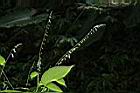 尖舌草-花序03.JPG