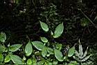 尖舌草19.JPG