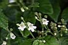 玉玲花-花序00.JPG