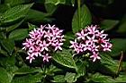 繁星花-花12.JPG