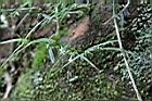 纖花耳草08.JPG