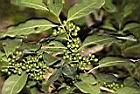 茜草樹-實08.JPG