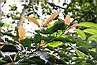 茜草樹-新葉00.JPG