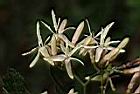 茜草樹-花05.JPG