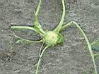 假吐金菊6.JPG