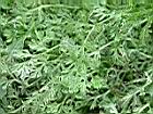 假吐金菊7.JPG