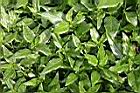 光冠水菊01.jpg