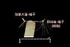 加拿大蓬-種子30.jpg