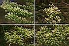 加拿大蓬-花序1.jpg