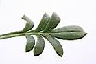 勳章菊-葉正05.jpg