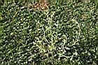 匙葉鼠麴草00.jpg