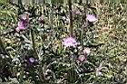南國小薊-花10.JPG