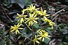 台灣山菊-花5.jpg