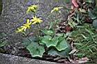 台灣山菊07.jpg