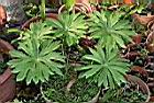 台灣破傘菊02.JPG