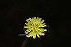 多頭苦菜-花05.JPG