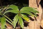 大吳風草-葉03.jpg