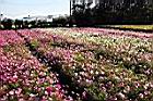 大波斯菊-花海1.jpg