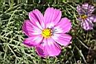 大波斯菊3.jpg