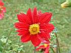 大理花-花03.JPG