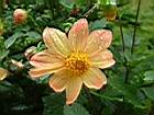 大理花-花06.JPG
