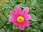 大理花-花12.JPG