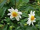 大理花-花14.JPG